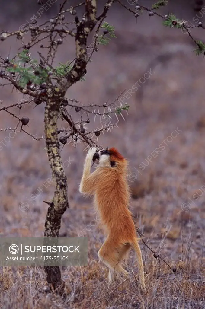 Patas Monkey standing on back legs feeding on Whistling Thorn Acacia tree ant galls (Erythrocebus patas) Laikipia Plateau, Kenya