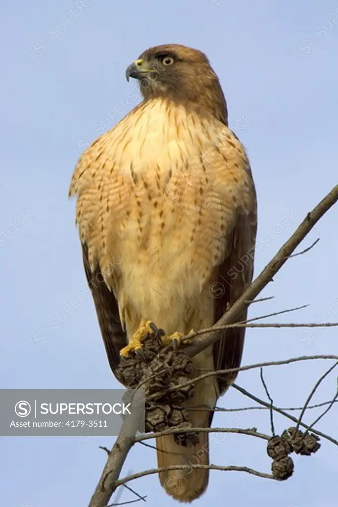 Adult Red-tailed Hawk (Buteo jamaicensis), Riverside County, California