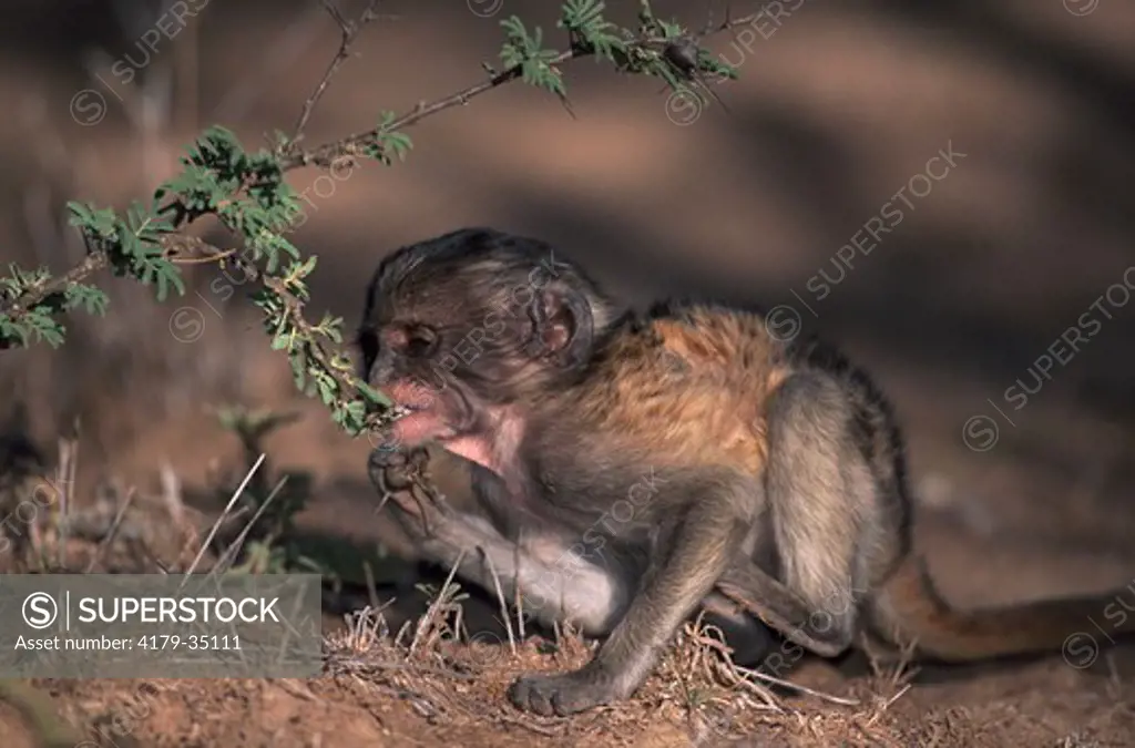Young Patas Monkey feeding on Whistling Thorn Acacia tree Erythrocebus patas} Laikipia Plateau, Kenya