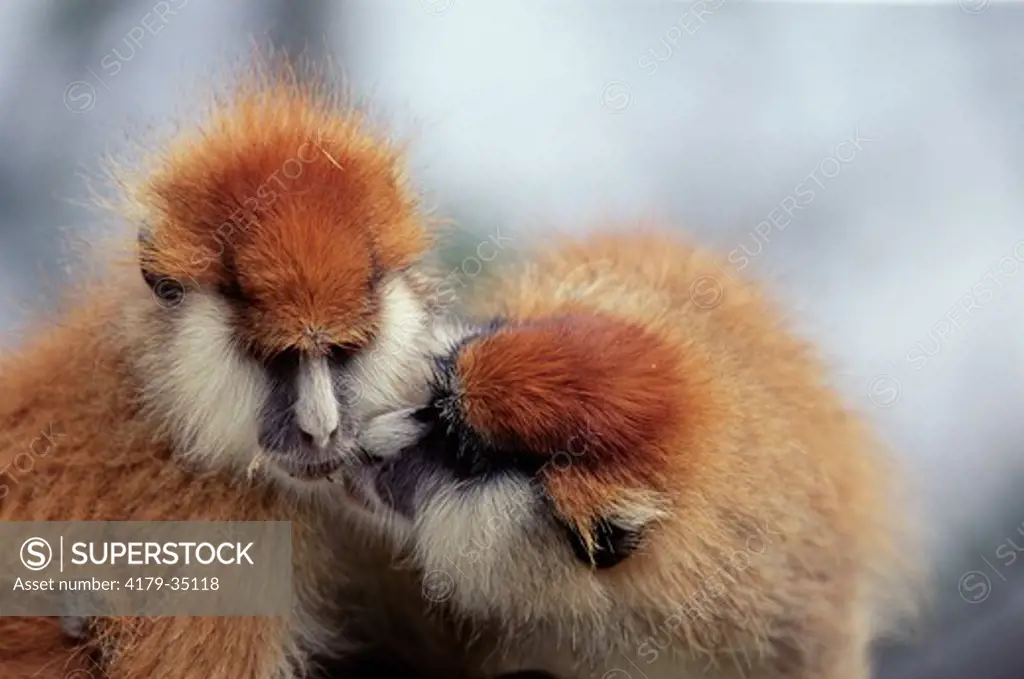 Two Patas Monkeys interacting (Erythrocebus patas) Laikipia Plateau, Kenya