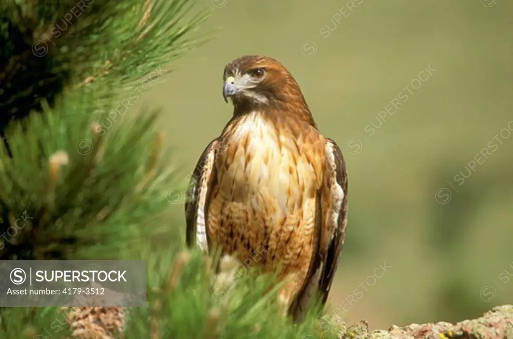 Red-Tailed Hawk (Buteo jamaicensis) CO