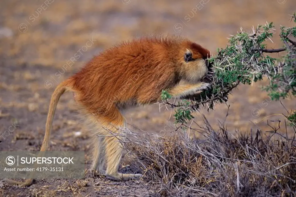Patas Monkey feeds on seeds of Whistling Acacia tree (Erythrocebus patas) Laikipia Plateau, Kenya