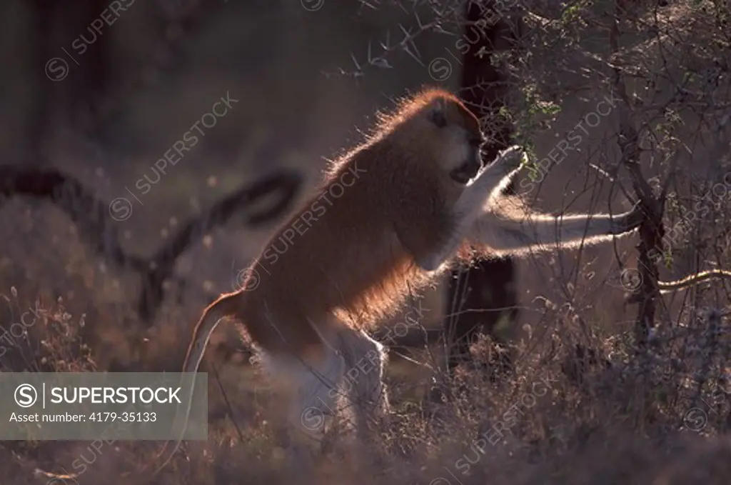 Patas Monkey feeding on Whistling Thorn Acacia tree Erythrocebus patas} Laikipia Plateau, Kenya