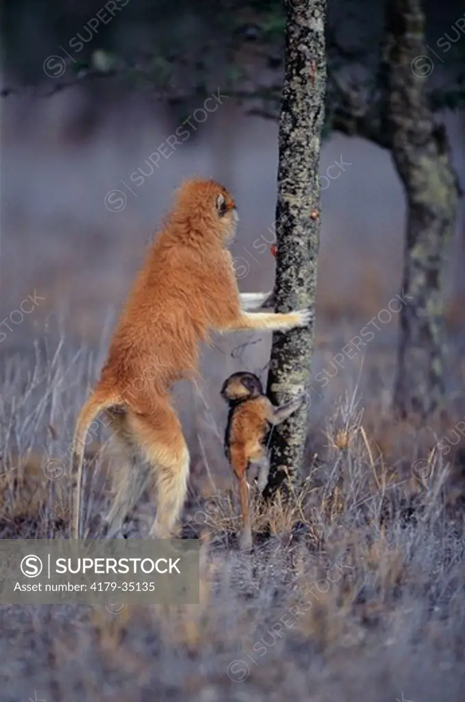 Female Patas Monkey with Young about to climb Tree (Erythrocebus patas) Laikipia Plateau, Kenya