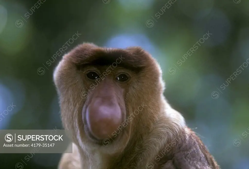Proboscis Monkey (Nasali larvatus), IC, rainforests of S.E. Asia
