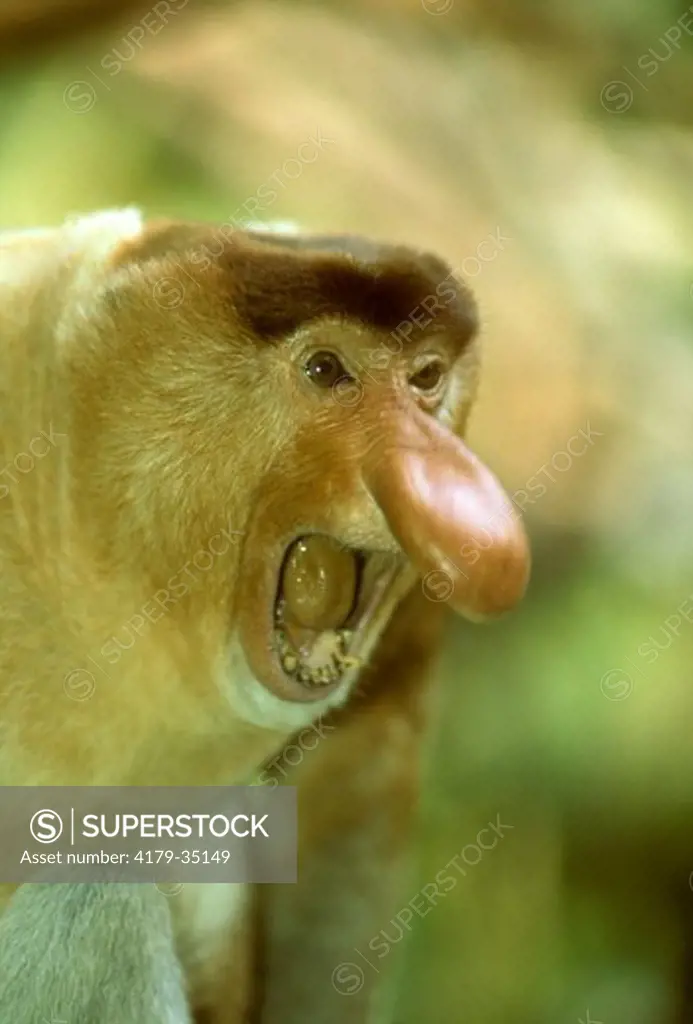 Proboscis Monkey snarling (Nasali larvatus), IC, rainforests of S.E. Asia