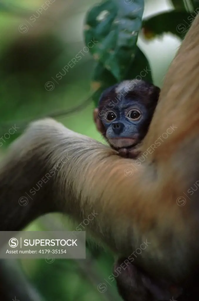 Proboscis monkey baby (Nasalis larvatus) native to Borneo, Indonesia, captive