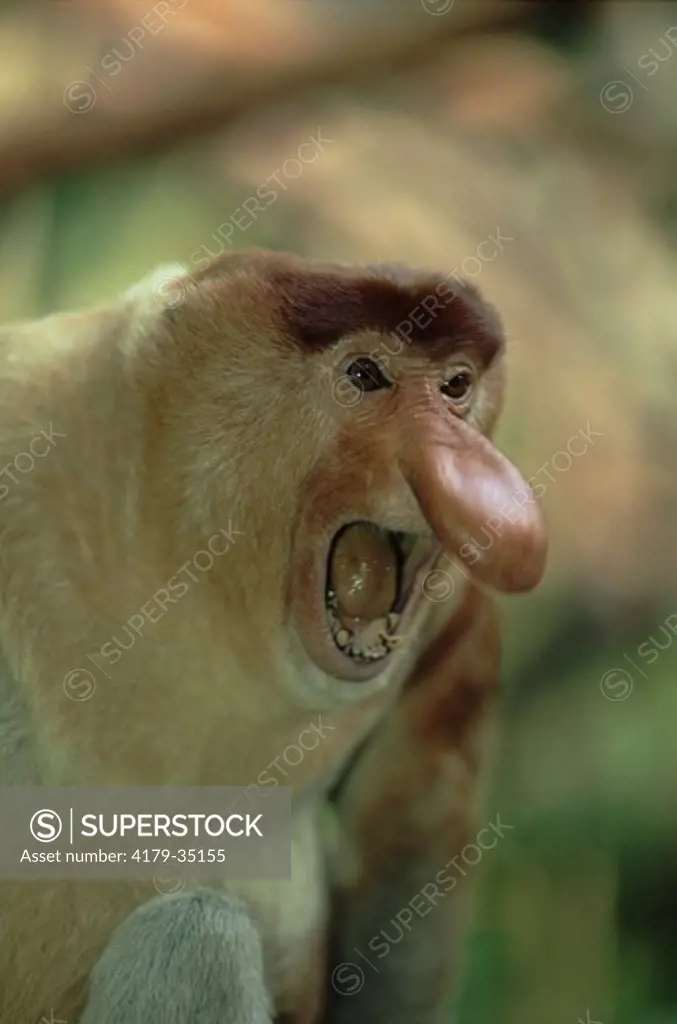 Proboscis Monkey male calling (Nasalis larvatus) native to Borneo, Indonesia, captive