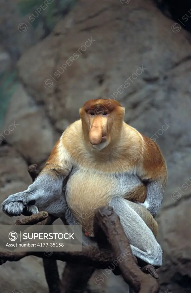 Proboscis Monkey (Nasalis larvatus), Male, Borneo