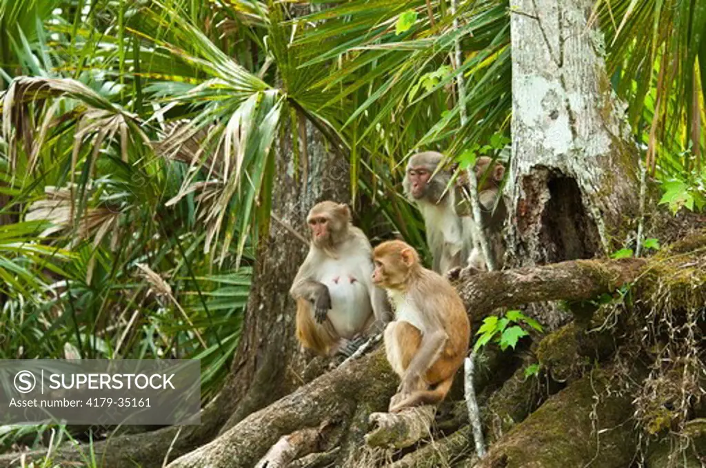 Rhesus Monkey (Macaca mulatta) released by Colonel Tooey on an Island in the in 1930's, Silver River near Ocala, FL, it's source is Silver Springs which pumps out 550 million galons of water a day.
