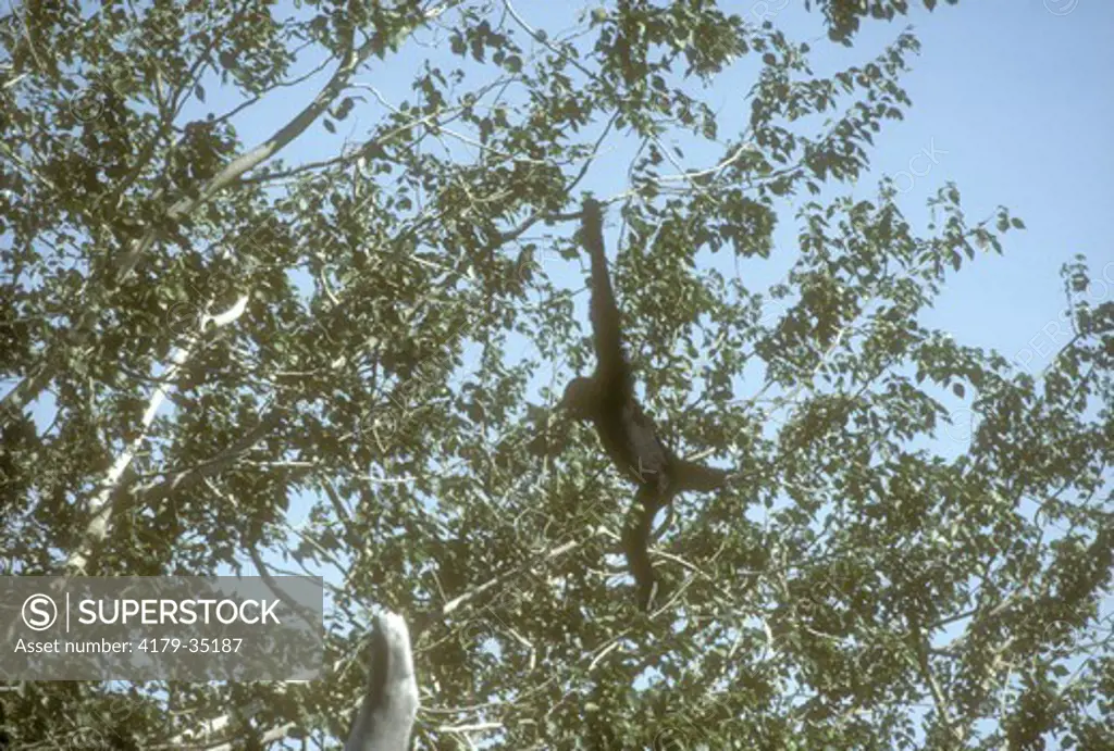 Siamang (Symphalangus syndaetylus) swinging in tree. Metro Zoo Miami, FL