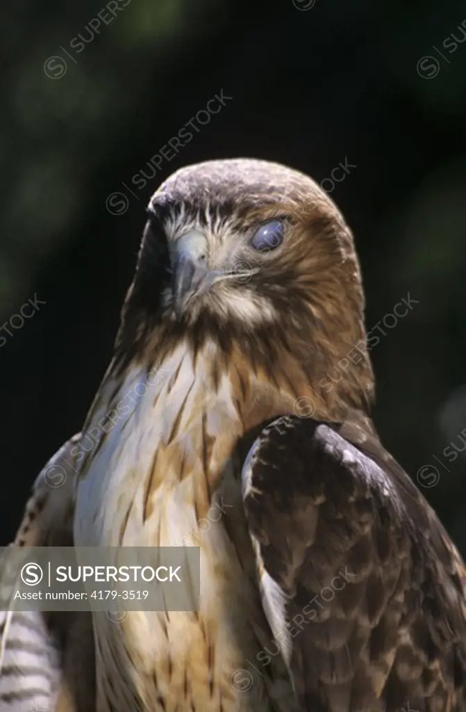 Red-tailed Hawk    (IC) (Buteo jamaicensis) Larimer Co., Colorado
