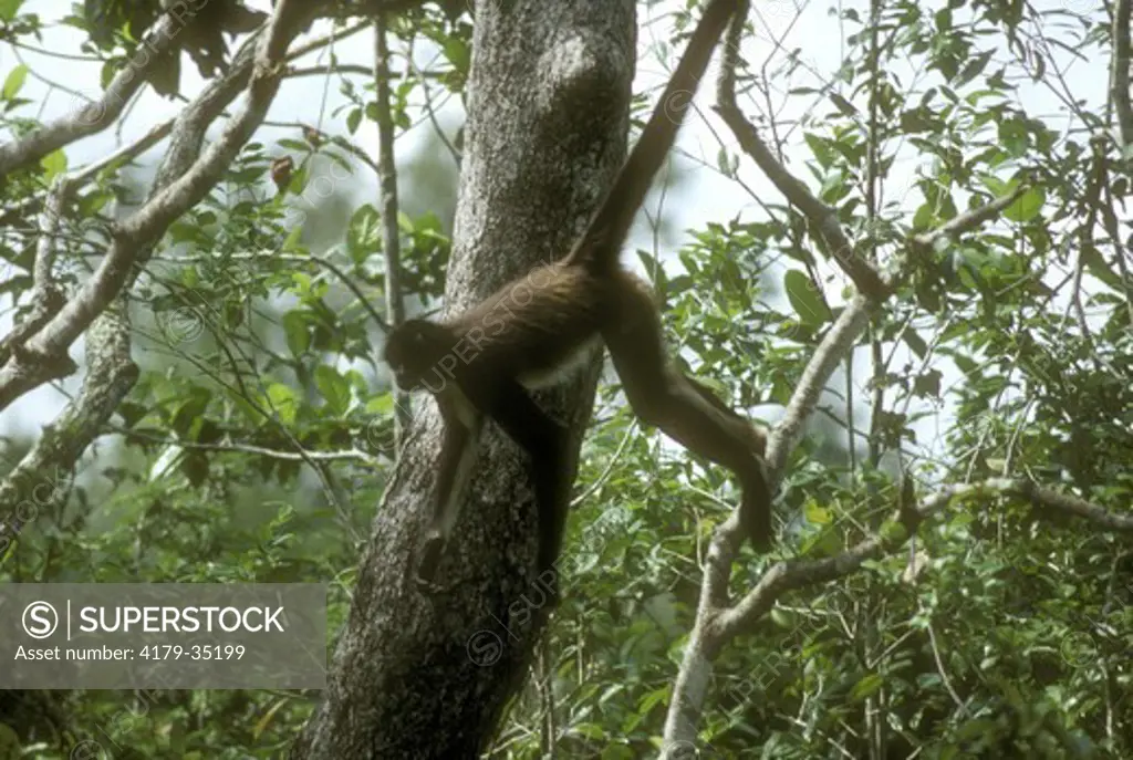 Spider Monkey (Ateles geoffroyi), Belize Zoo