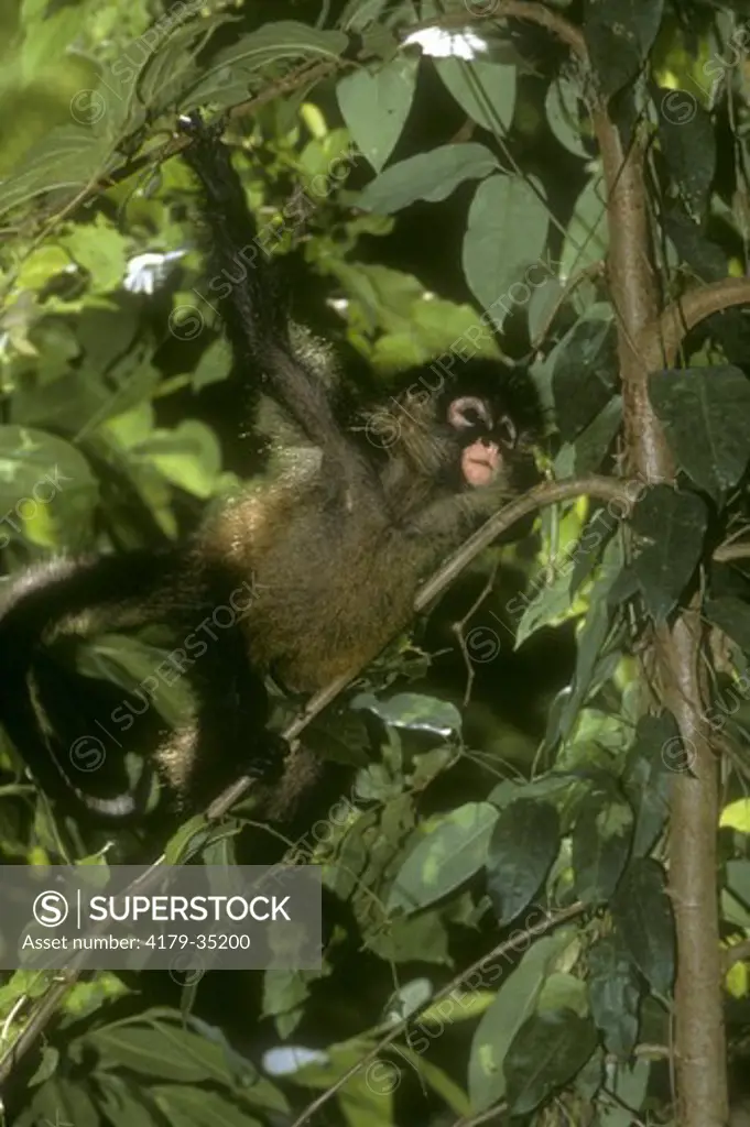 Young Black-handed Spider Monkey (Ateles geoffroyi) Pacific Coast, Costa Rica, range = Mexico to Panama, Vulnerable (IUCN), CITES II