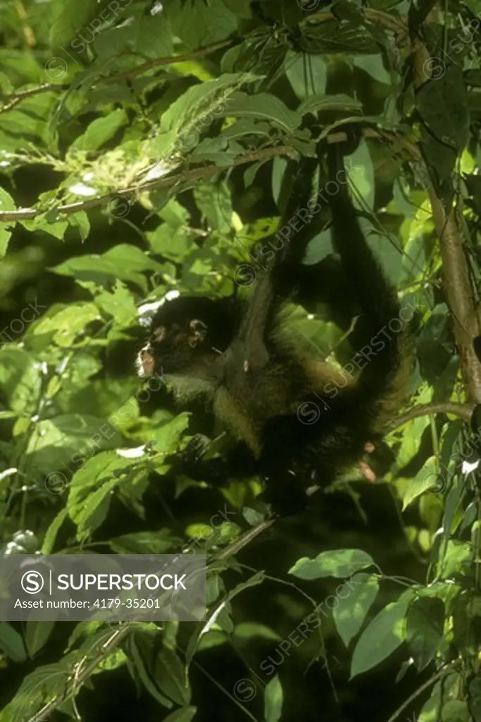 Young Black-handed Spider Monkey (Ateles geoffroyi) in tree, Pacific Coast, Costa Rica, range = Mexico to Panama, Vulnerable (IUCN), CITES II