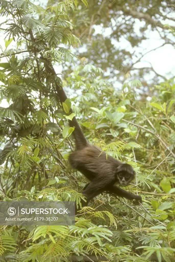 Spider Monkey (Ateles geoffroyi) Central & South America rainforest
