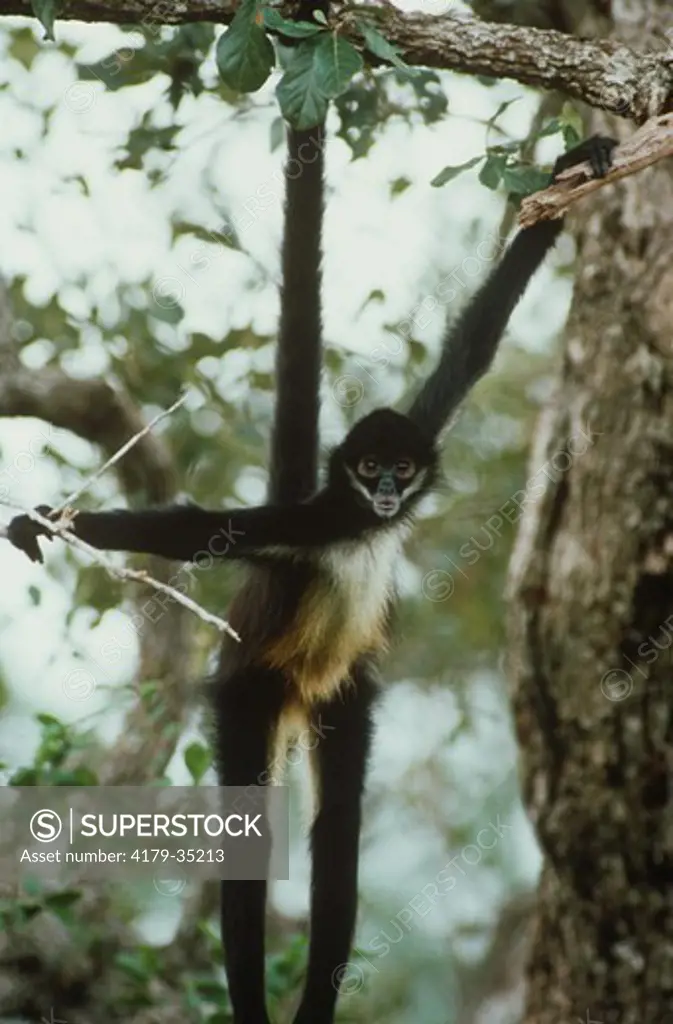 Spider Monkey Hanging from Tree (Ateles geoffroyi) Belize, Central America