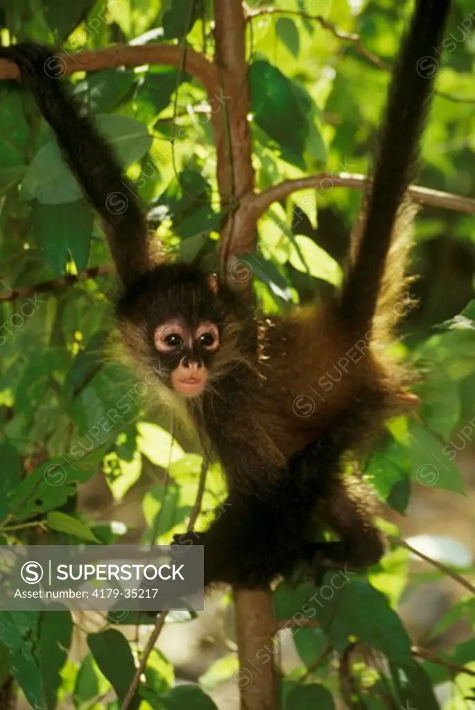 Baby Black-Handed Spider Monkey (Ateles geoffroyi) Costa Rica
