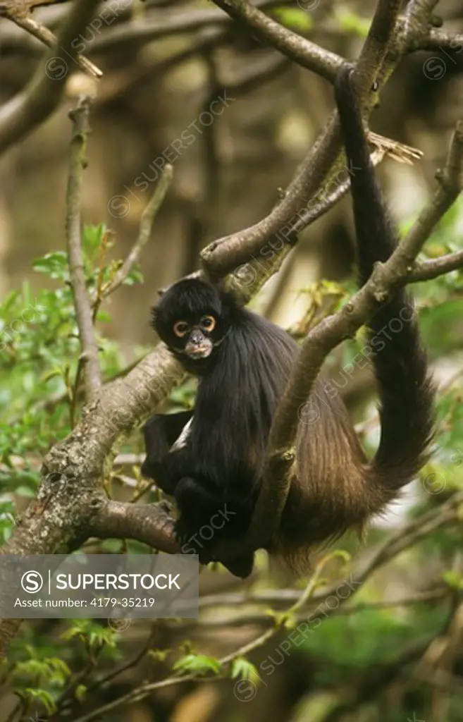 Spider Monkey (Ateles geoffroyi), adult in Tree