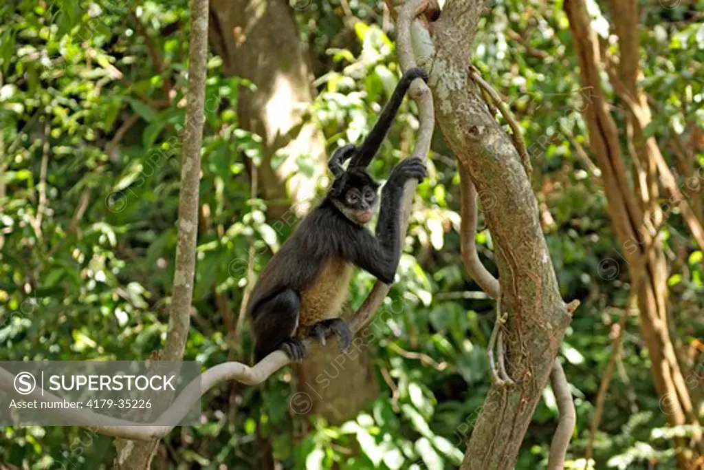 Spider Monkey (Ateles geoffroyi), adult in Tree, Roatan, Honduras