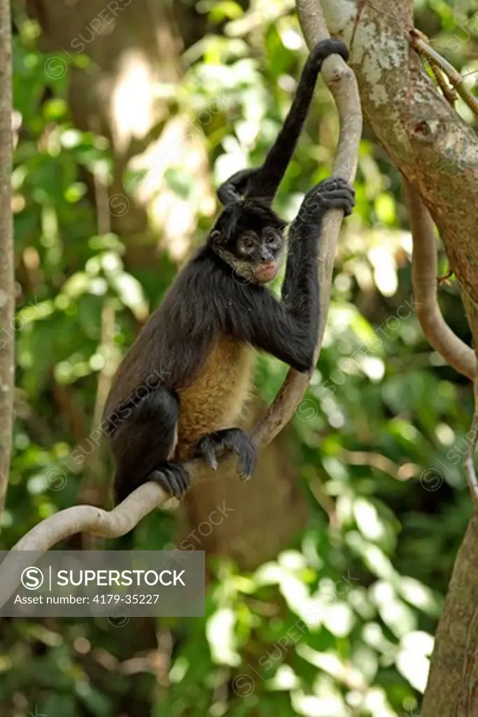 Spider Monkey (Ateles geoffroyi), adult in Tree, Roatan, Honduras