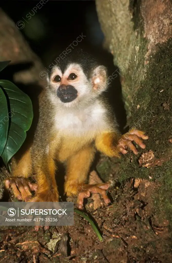 Central American Squirrel Monkey (Saimiri oerstedii) Osa Peninsula Costa Rica