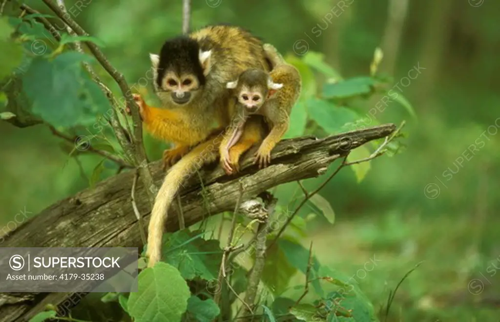Squirrel Monkey with Young (Saimiri oerstodi)