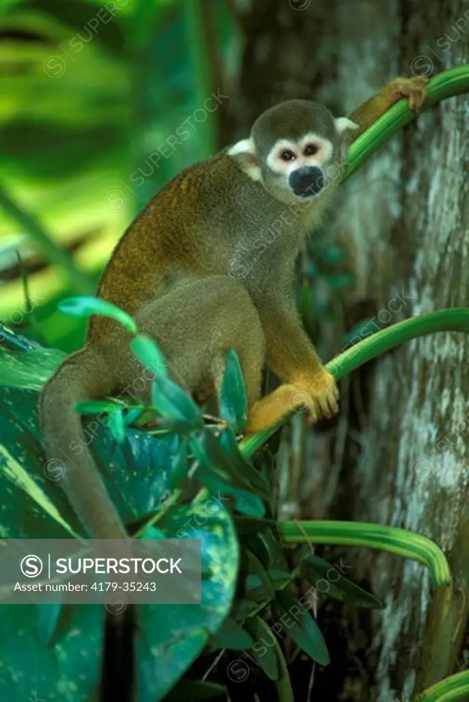 Squirrel Monkey (Saimiri oerstedi), IC, South America