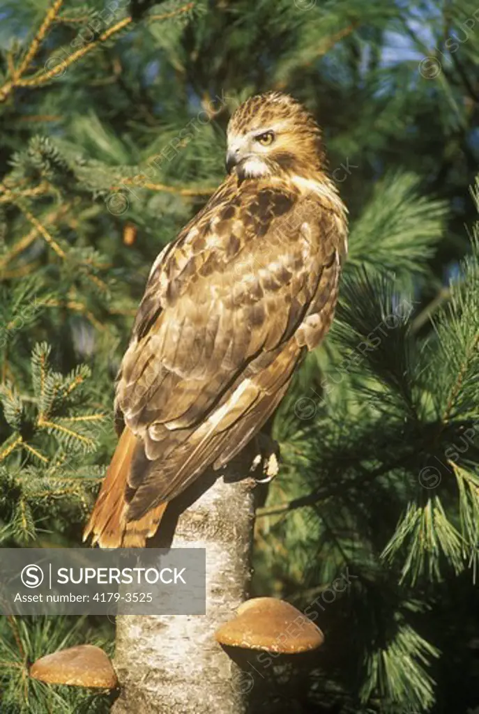 Red-tailed Hawk (Buteo jamaicensis) Upstate NY  New York