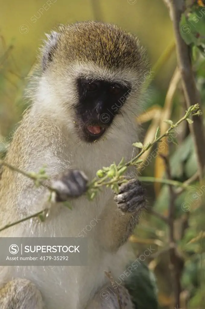 Vervet Monkey (Cercopithecus aethiops), Samburu GR, Kenya