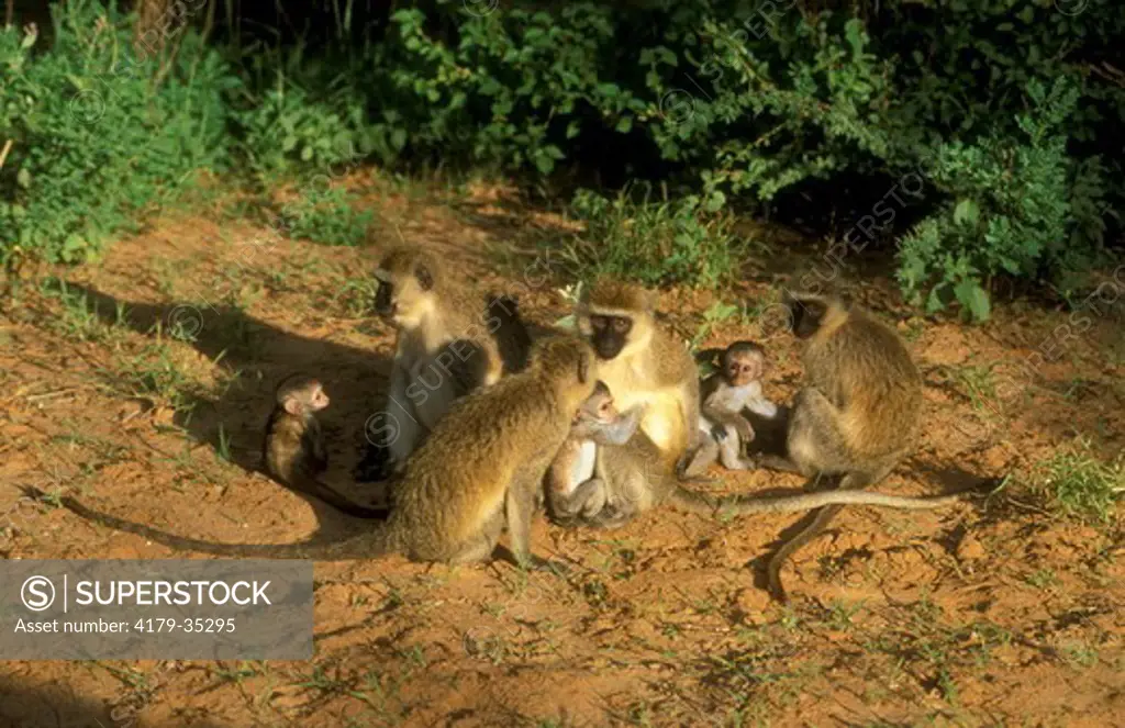 Vervet Monkeys with Young (Cercopithecus aethiops), Samburu GR, Kenya