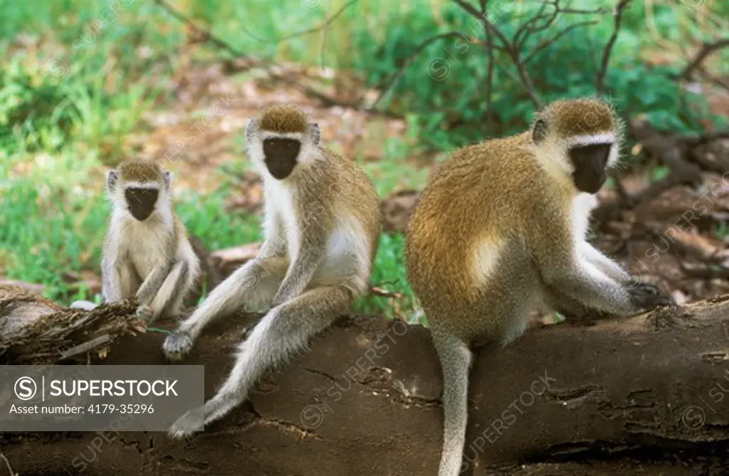 Vervet Monkeys (Cercopithecus aethiops), Samburu GR, Kenya