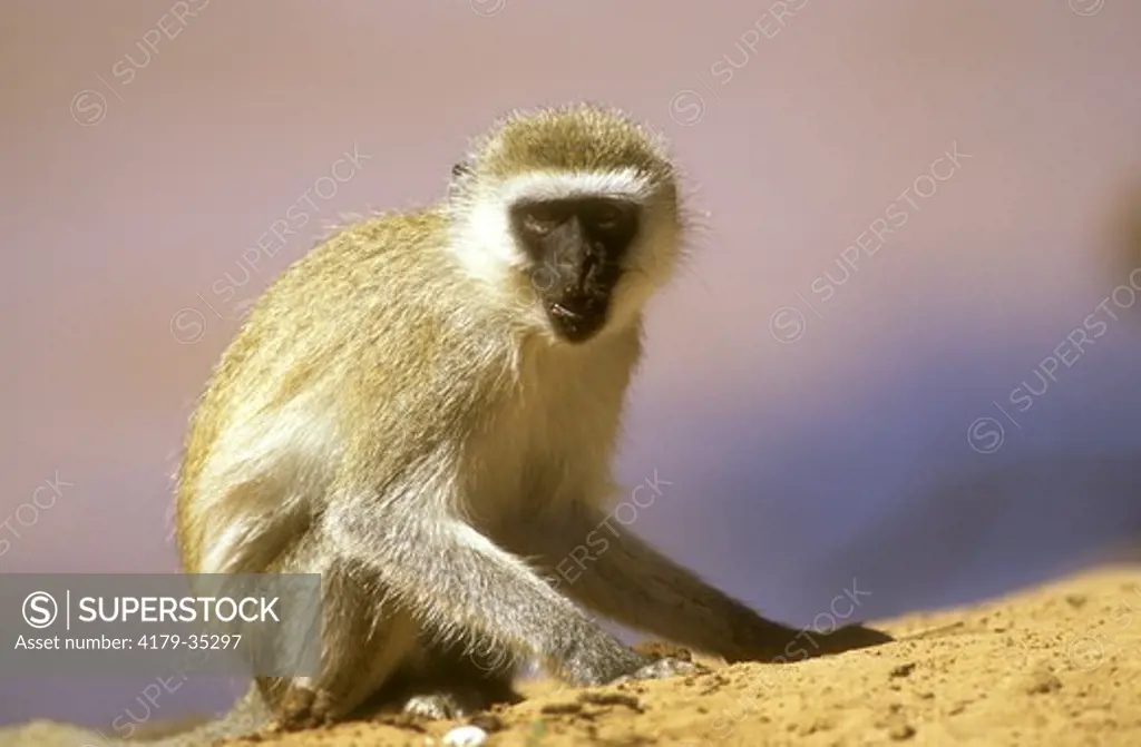 Vervet Monkey (Chlorocebus aethiops), Samburu GR, Kenya