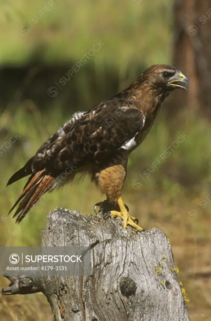 Red-Tailed Hawk (Buteo jamaicensis), Montana