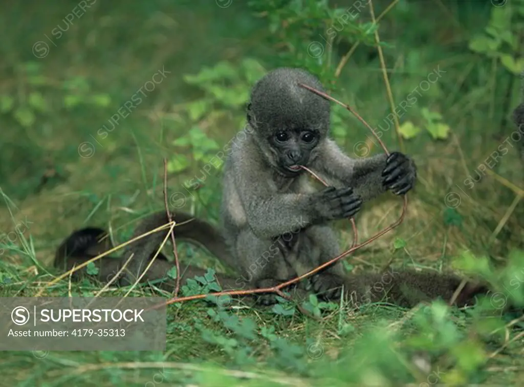 Young Wooly Monkey in Grass (Lagothrix lagothricha)