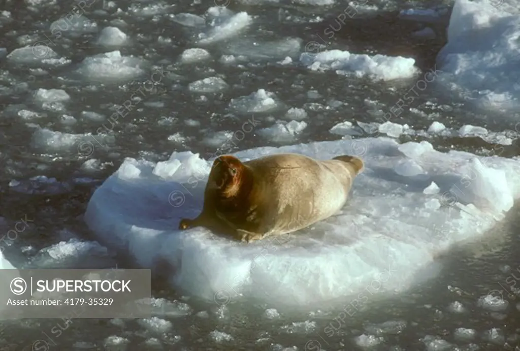 Bearded Seal (Erignathus barbatus) Svalbard