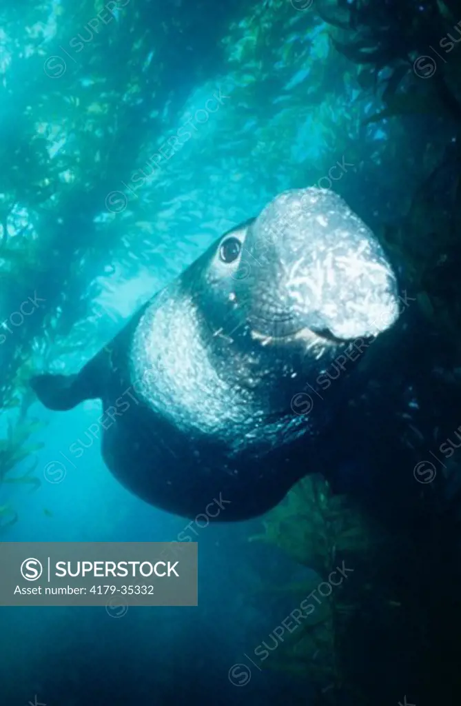 Bull Elephant Seal (Mirounga angustirostris) Rare Underwater View, CA