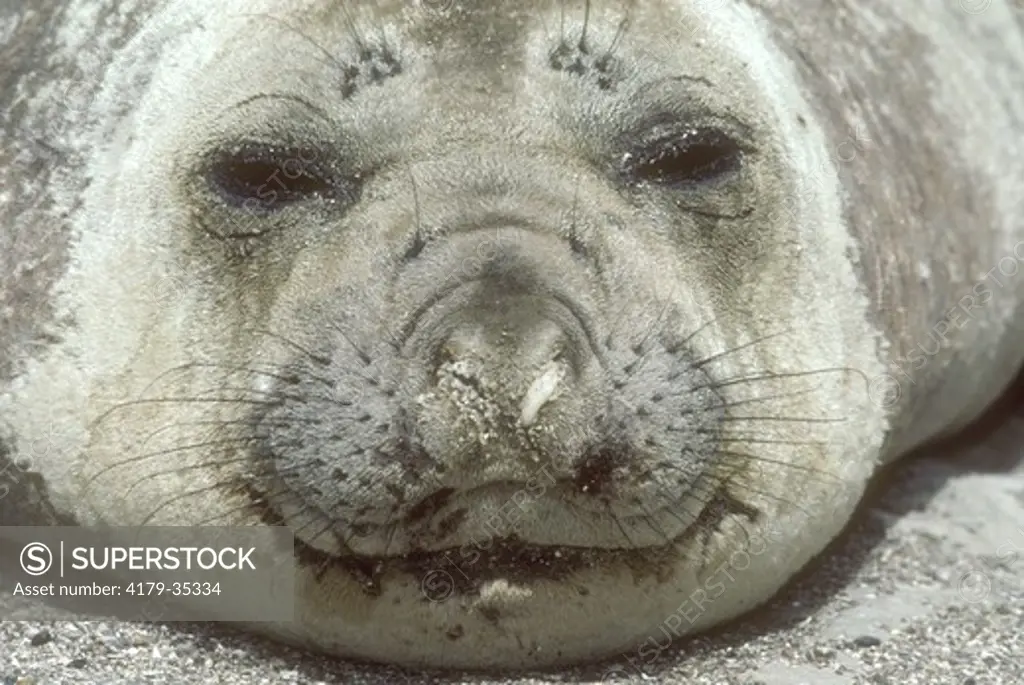 Elephant Seal       Cow (Mirounga leonia) Valdes Penn., Argentina/S.A.