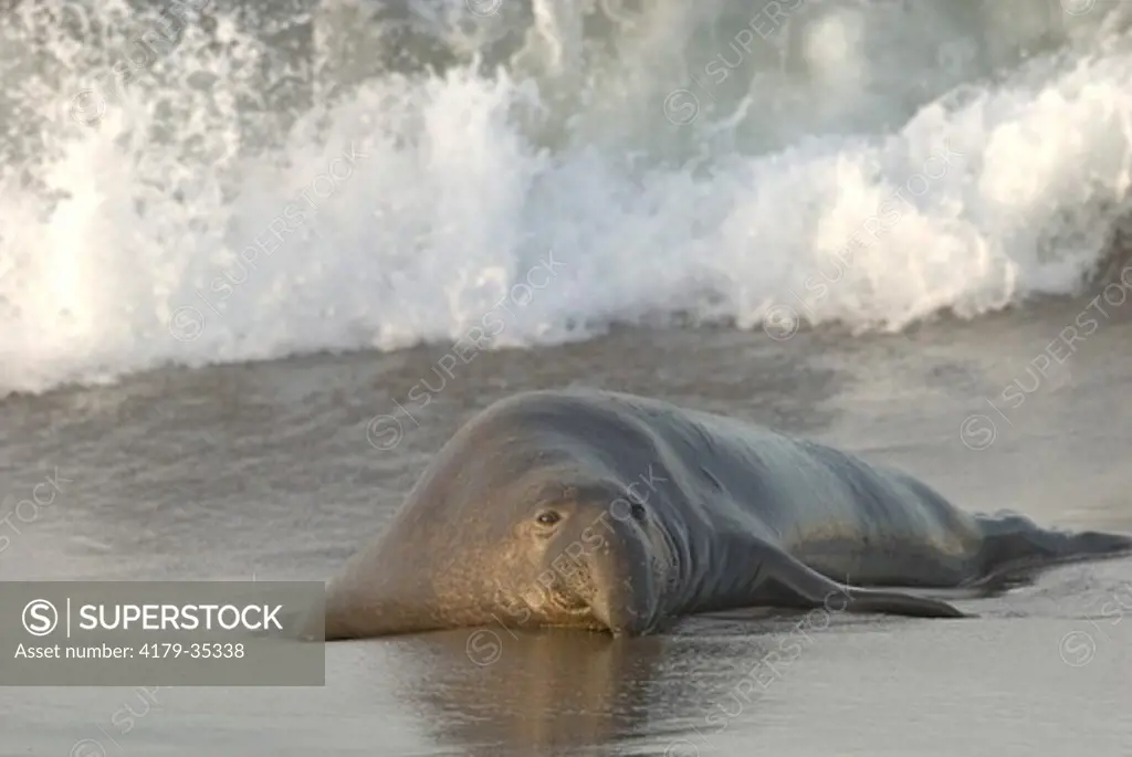 Elephant Seal (Mirounga angustirostris) Piedras Blancas Beach, CA