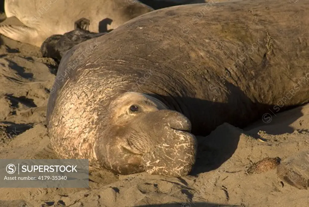 Elephant Seal (Mirounga angustirostris) Piedras Beach,CA