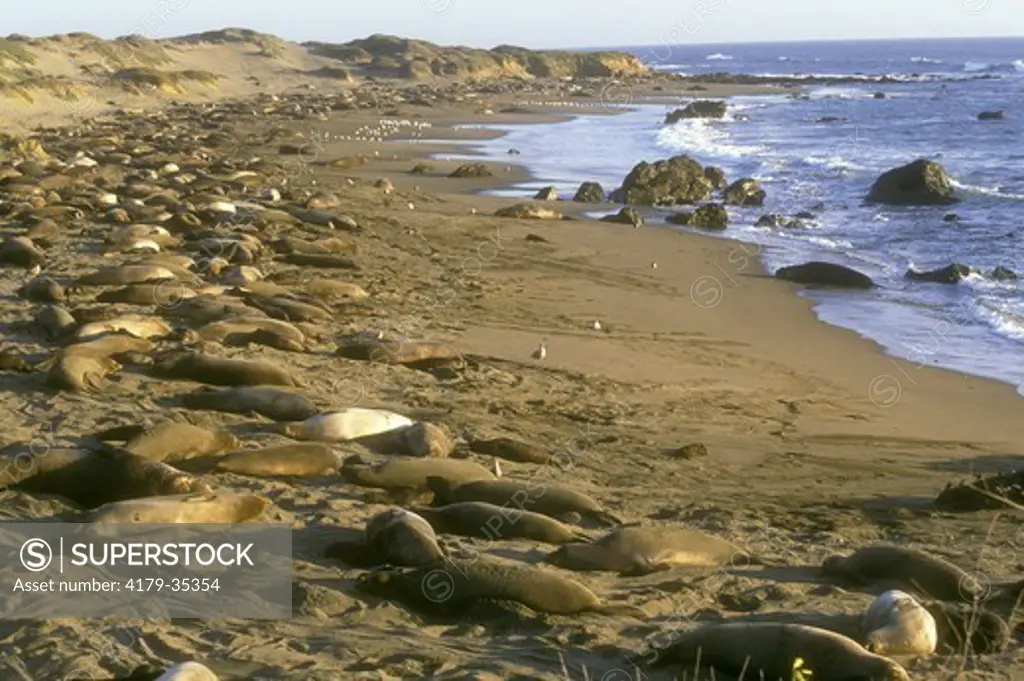 N. Elephant Seals,  (Mirounga angustirostris), CA, San Luis Obispo Co.
