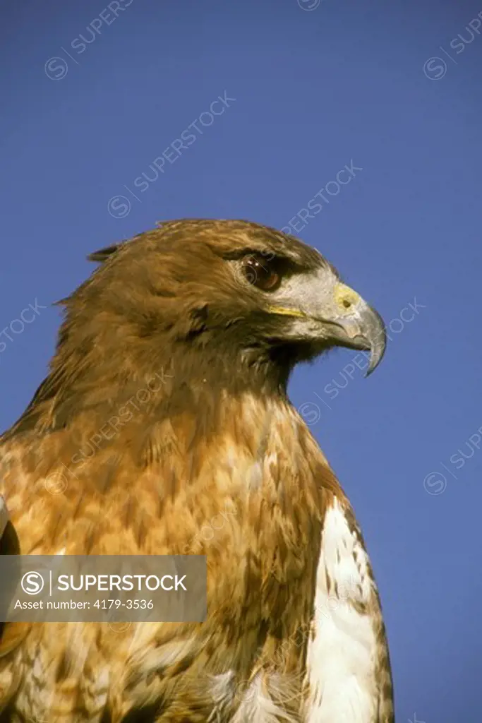Red-tailed Hawk (Buteo jamaicensis) FL