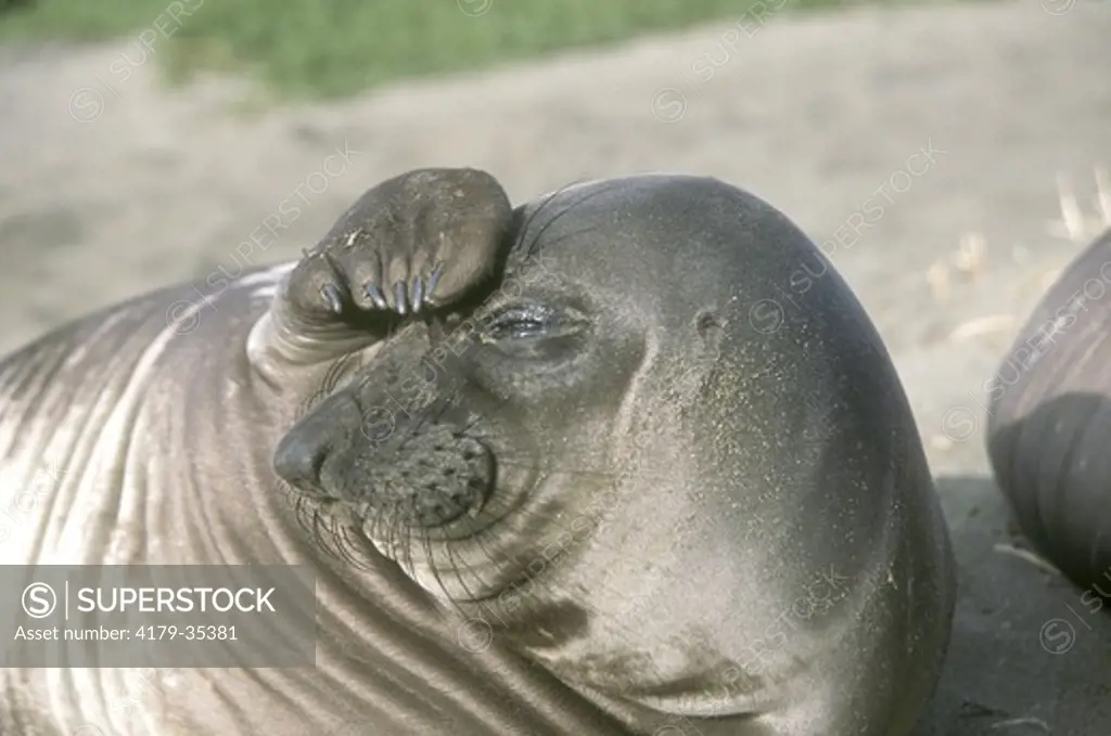 N. Elephant Seal Juvenile (Mirounga angustirostris) San Simeon, California