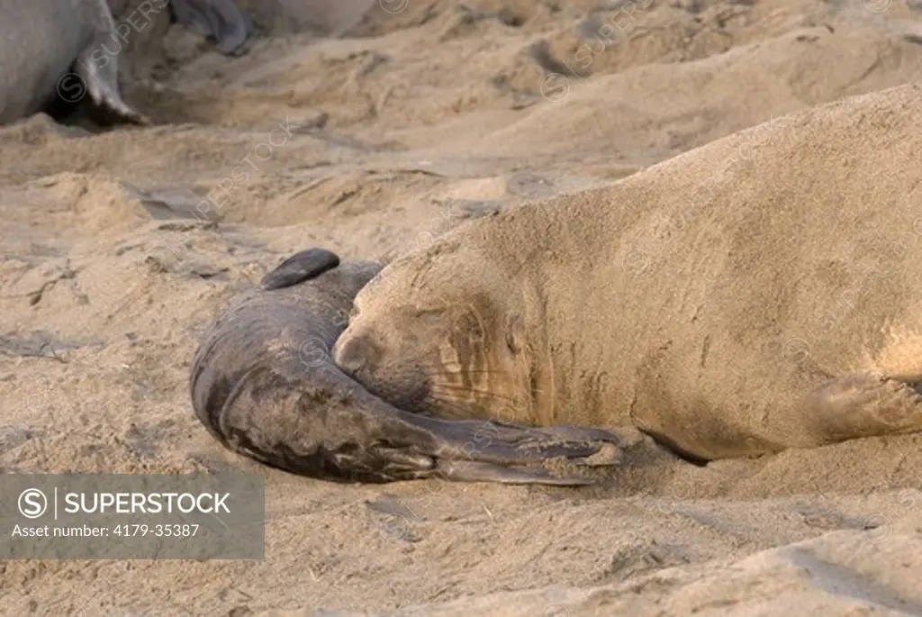 Elephant Seal (Mirounga angustirostris) Piedras Beach, CA