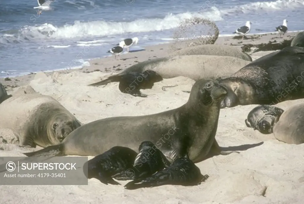 N Elephant Seals (Mirounga angustirostris) Female & 3 Babies, San Nicholas Is, CA, California