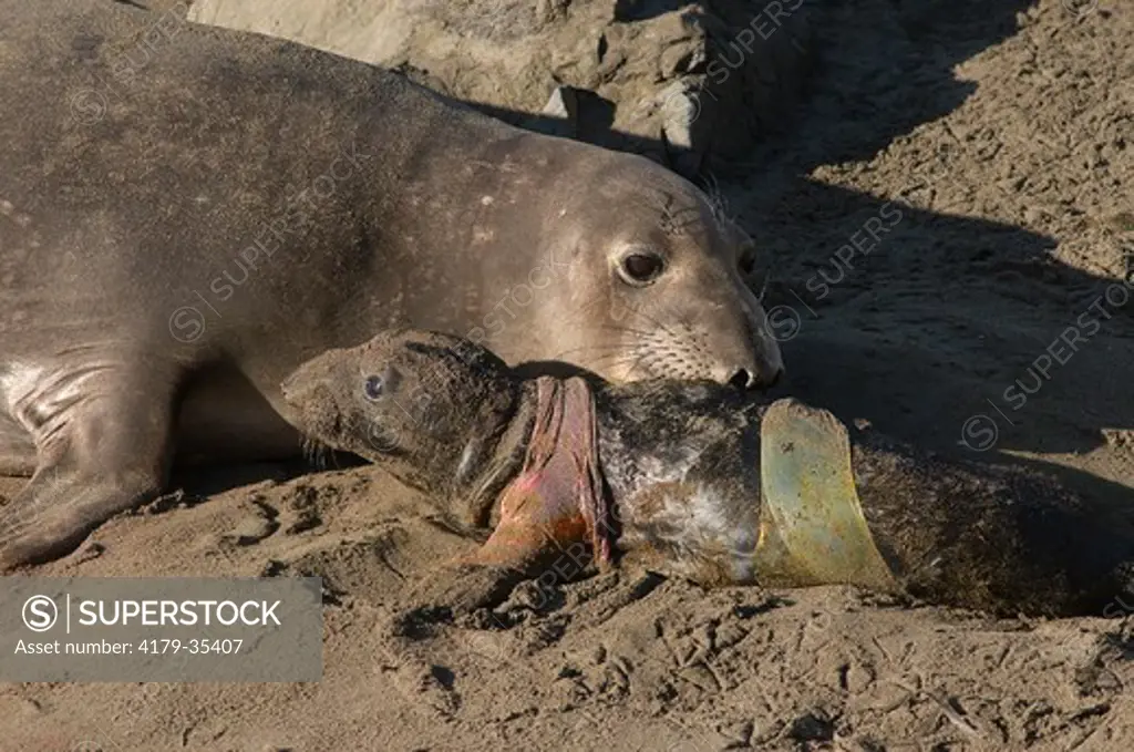 Northern Elephant Seal, mother and newborn with afterbirth, (Mirounga angustirostris) San Simeon, California, USA, digital capture
