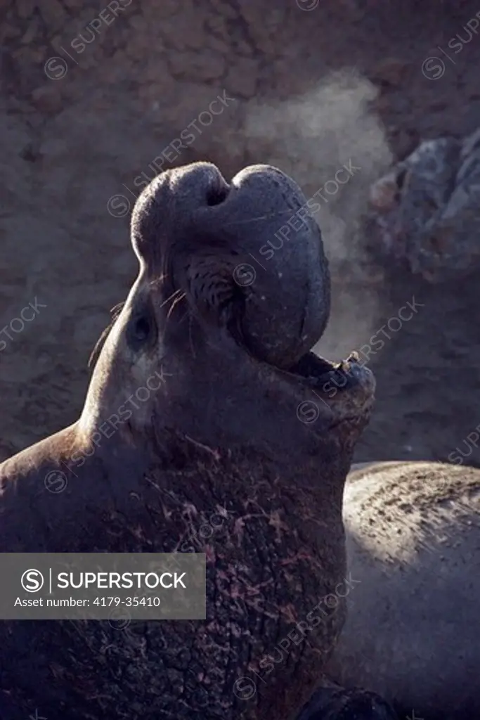 Northern Elephant Seal bull (Mirounga angustirostris) blowing steam as it bellows on a cool morning, Piedras Blancas, CA
