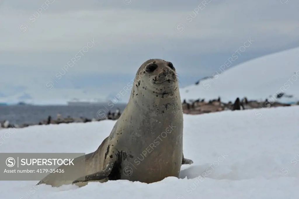 Southern Elephant Seal, Pleaneau Island, Antarctica (Mirounga leonina)