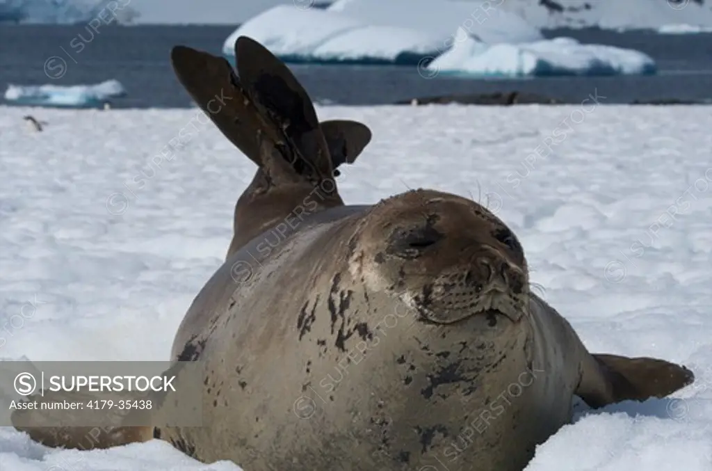 Southern Elephant Seal, Pleaneau Island, Antarctica  20090103 ()