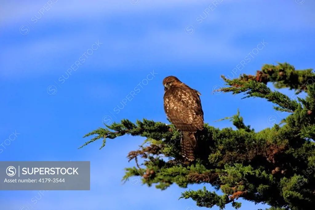 Red Tailed Hawk adult on tree (Buteo jamaicensis) Monterey, California, USA